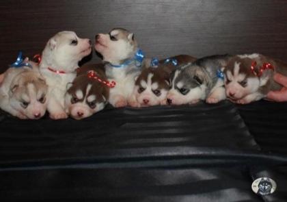 Siberian Husky Welpen aus TOP Verpaarung