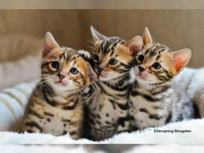 Bengal Kitten mit Stammbaum