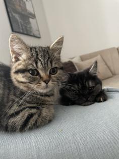 Zwei Kitten suchen ein tolles zuhause