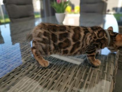 Wunderschöne Kontrastreiche Bengalkitten