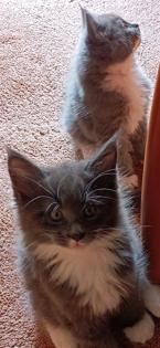 Maine-Coon-Kätzchen suchen ein neues Zuhause