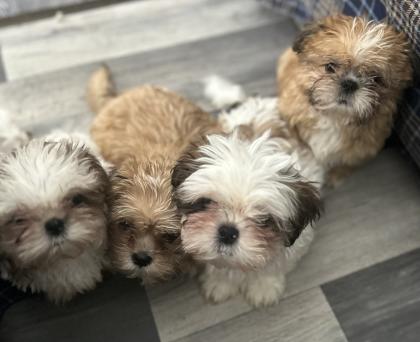Reinrassige Shi-Tzu Welpen