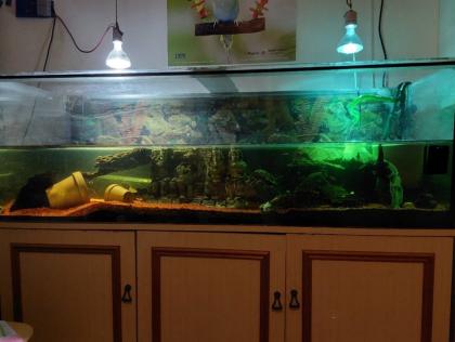 Wasserschildkröte Moschusschildkröte sucht ein neues Zuhause