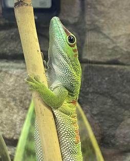 Madagaskar Taggecko Männchen