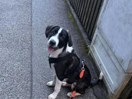Meilo sucht dringend ein neues Zuhause