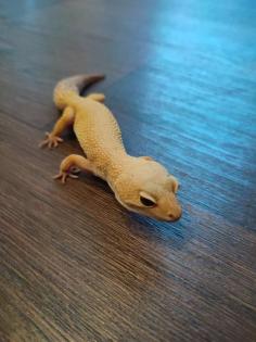 Leopardgecko Terrarium und Zubehör