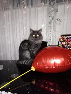 Deckkater MaiCoon Perser Mischling