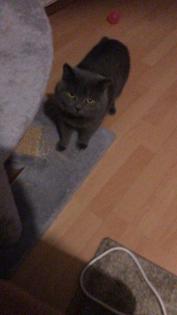 BKH DECKKATER