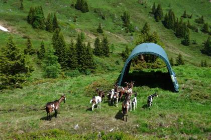 STEINBOCK WEIDEZELT - das Original - 10 Jahre Garantie - Made in Austria