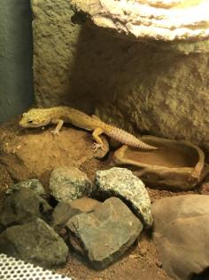 3 Geckos mit Terrarium zu verkaufen