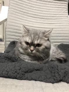 Deckkater bkh Blutgruppe B