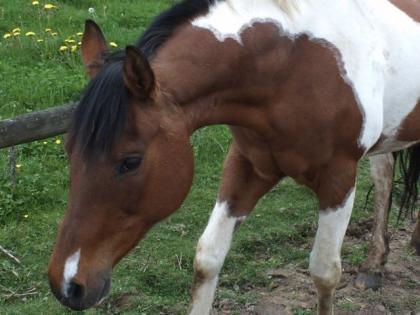 Painthorsestute für Zucht