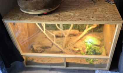 2 Zwerg Bartagamen mit Terrarium