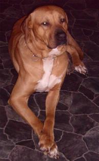 Tosa Inu Japanische Dogge - Japanischer Mastiff - Molosser