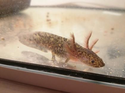 Axolotl Nachwuchs abzugeben