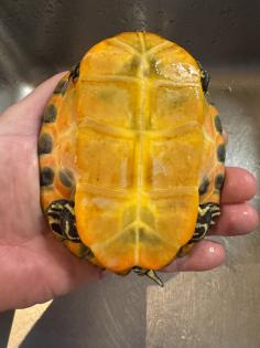 Wasserschildkröte Pseudemys Nelsoni