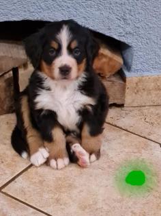 Berner Sennen Welpen