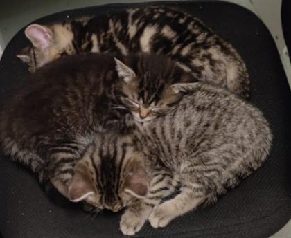BKH Kitten. Babykatzen