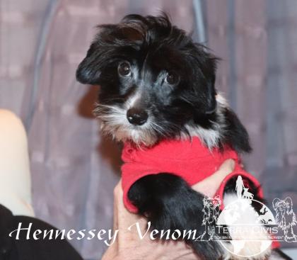 Chinese Crested Puppies