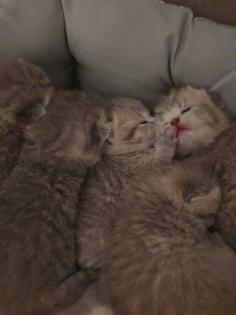 Britisch Kurzhaar Kitten