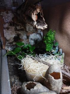 Kornnatter mit Terrarium