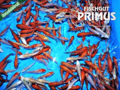 40 Koi Kohaku-Ogon TOP Mix - Größe 6-9 cm