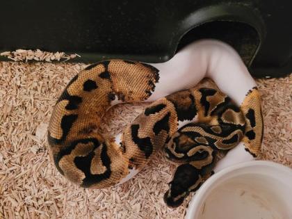 1. 0 Pied poss Enchi poss Fire