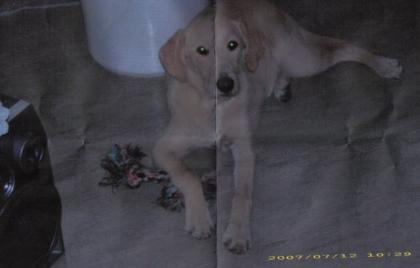 Labradormischling sucht neues zu Hause