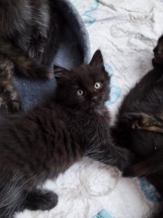 Sibirische Katze Waldkatze Katzen Babys