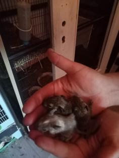 Degu s aus Hobbyzucht