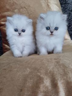 Reinrassige Perserbabys