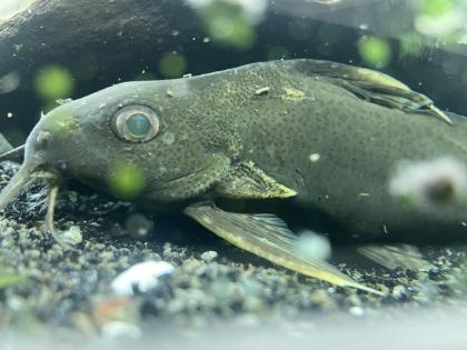 Diskusfische / Aquariumauflösung