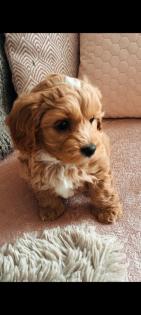 Maltipoo Welpen Rüde aprico