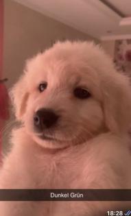 Goldendoodle Medium Samojede