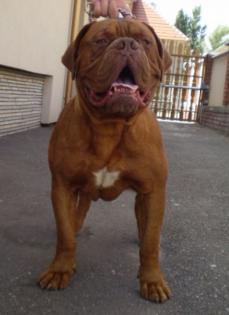 Dogue de Bordeaux puppies and adults for sale