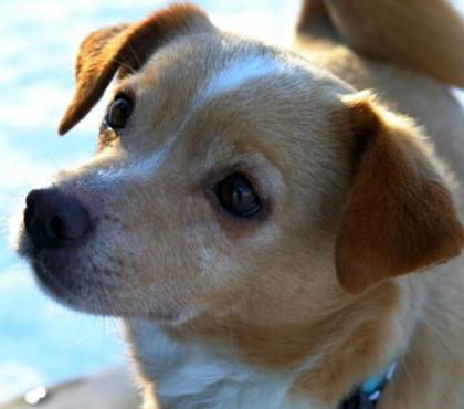 Terrier Mix Duffie sucht einen Menschen der ihn versteht