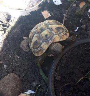 Griechische Landschildkröten