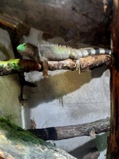 Grüne Leguan Pärchen Terrarium