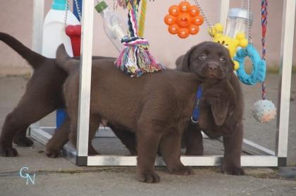 Labrador Welpen braun Showtyp Zucht seit 1998
