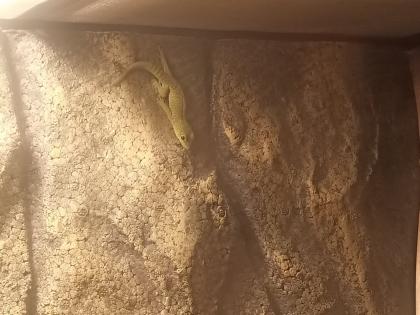 Madagaskar Taggeckos Phelsuma Grandis