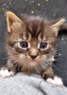 Maine Coon Mix Kitten