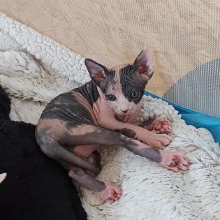 Sphynx Kitten
