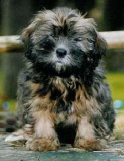 Lhasa Apso Welpen