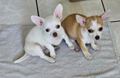 Chihuahuas reinrassig