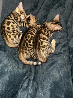 Bengal Kitten 12 Wochen alt