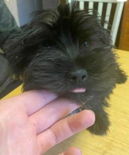 Yorkshire terrier Mix