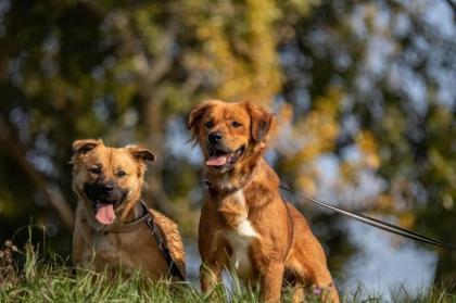 Fibi und Frolic hängen sehr aneinander