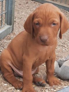 Magyar Vizsla Welpen
