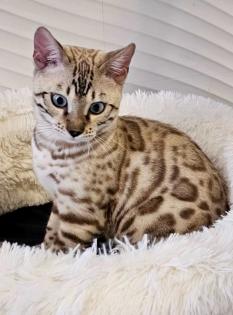Bengal Katzen, weiblich, in liebevolle Hände abzugeben