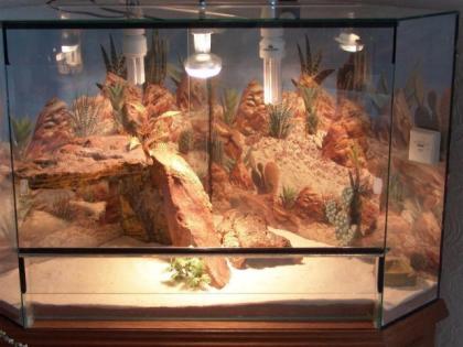 Zwergbartagame mit Terrarium